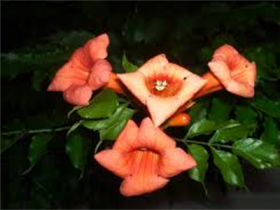 Trompetenblume (C. radicans)